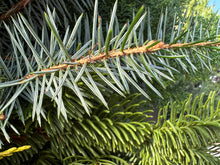 Load image into Gallery viewer, Holly Days Custom Wreath