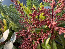 Load image into Gallery viewer, Winter Solstice Custom Wreath