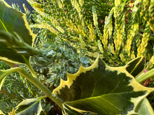 Load image into Gallery viewer, 8&quot; Festive Harvest Wreath
